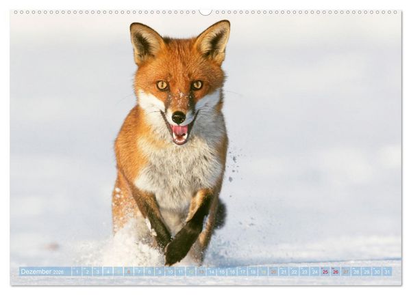 Produktbild: Wildtiere des Waldes: Hier wird der Mythos Wald lebendig (Wandkalender 2026 DIN A2 quer), CALVENDO Monatskalender