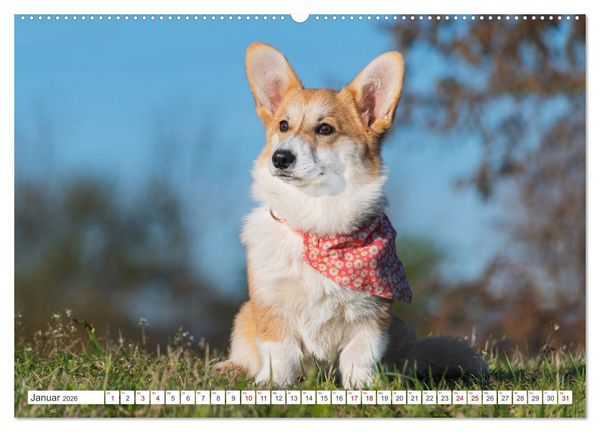 Produktbild: Unsere Freunde auf vier Pfoten - Hunde (hochwertiger Premium Wandkalender 2026 DIN A2 quer), Kunstdruck in Hochglanz