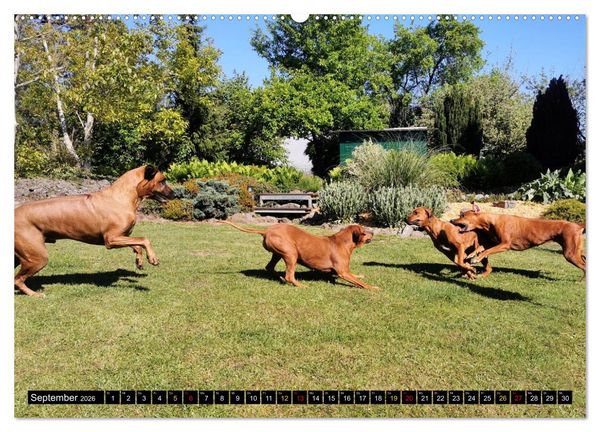 Produktbild: Rhodesian Ridgeback, Pure Lebensfreude (hochwertiger Premium Wandkalender 2026 DIN A2 quer), Kunstdruck in Hochglanz