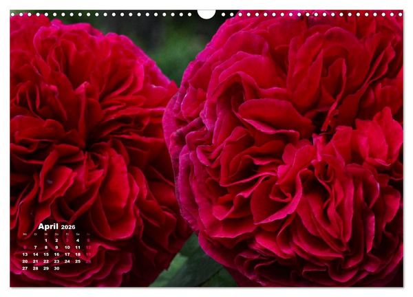 Produktbild: Zauberhafter Rosenreigen (Wandkalender 2026 DIN A3 quer), CALVENDO Monatskalender