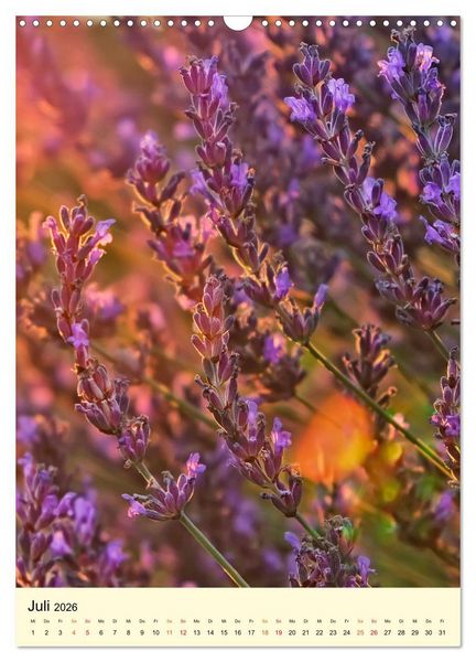 Produktbild: Provence Lavendel Paradies (Wandkalender 2026 DIN A3 hoch), CALVENDO Monatskalender