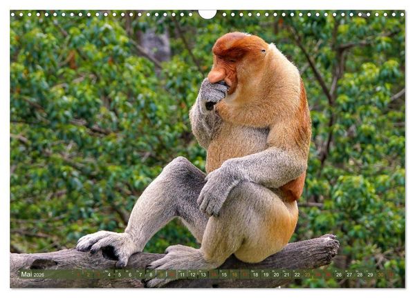 Produktbild: Nasenaffen von Borneo (Wandkalender 2026 DIN A3 quer), CALVENDO Monatskalender