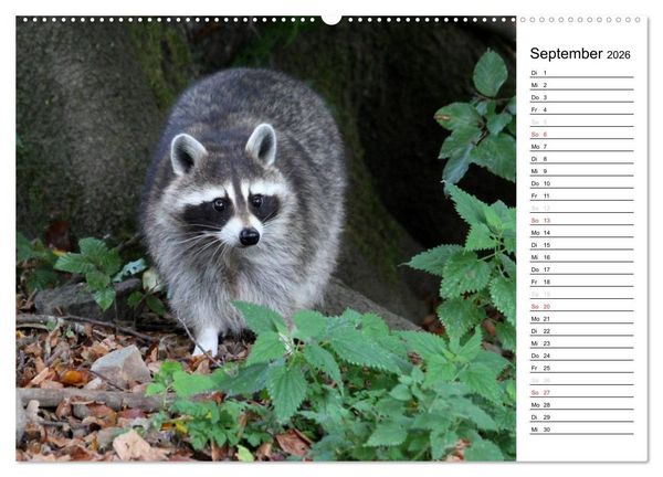 Produktbild: Der kleine R&auml;uber mit Maske - Waschb&auml;ren (Wandkalender 2026 DIN A2 quer), CALVENDO Monatskalender