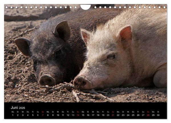 Produktbild: Schweinereien (Wandkalender 2026 DIN A4 quer), CALVENDO Monatskalender