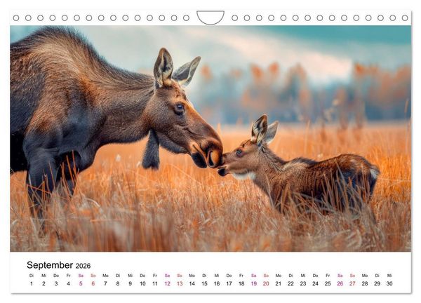 Produktbild: Elche - sch&ouml;ne Momente (Wandkalender 2026 DIN A4 quer), CALVENDO Monatskalender