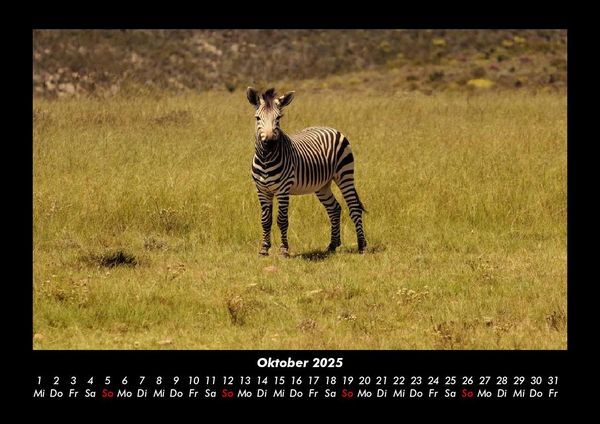 Produktbild: Zebrazauber 2025 Fotokalender DIN A3
