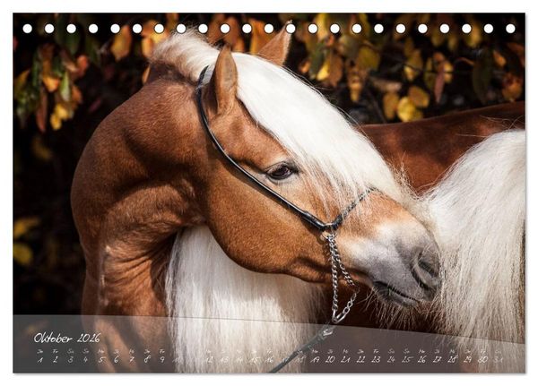 Produktbild: Haflinger-Pferde in Reinzucht (Tischkalender 2026 DIN A5 quer), CALVENDO Monatskalender