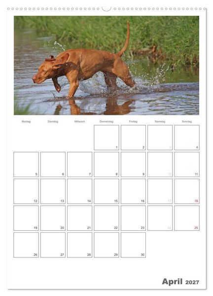 Produktbild: Magyar Vizsla (Wandkalender 2027 DIN A2 hoch), CALVENDO Monatskalender