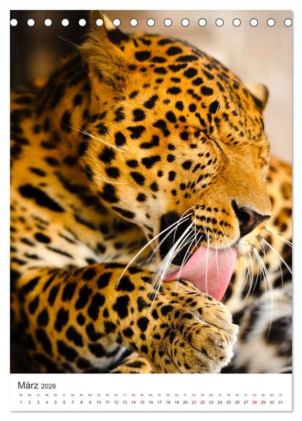 Produktbild: Leoparden - Die Beute im Visier. (Tischkalender 2026 DIN A5 hoch), CALVENDO Monatskalender