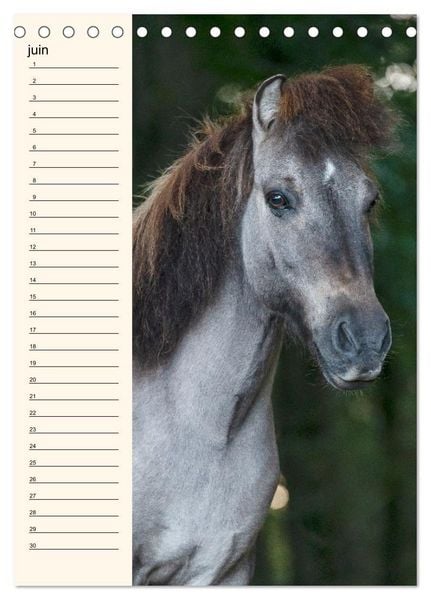 Produktbild: Cheval islandais - Calendrier anniversaire (Calendrier de bureau 2026 DIN A5 horizontal), CALVENDO calendrier mensuel
