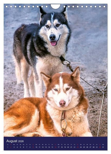 Produktbild: Huskies - Artwork (Wandkalender 2026 DIN A4 hoch), CALVENDO Monatskalender