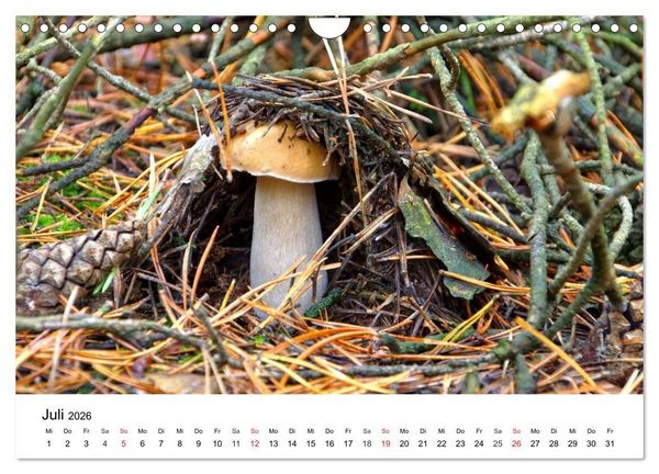 Produktbild: Heimische Pilze (Wandkalender 2026 DIN A4 quer), CALVENDO Monatskalender