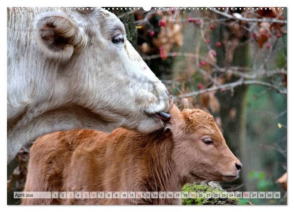 Produktbild: Gl&uuml;ckliche K&uuml;he auf saftigen Wiesen (Wandkalender 2026 DIN A2 quer), CALVENDO Monatskalender