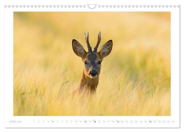 Produktbild: Un an avec des chevreuils (Calendrier mural 2026 DIN A3 vertical), CALVENDO calendrier mensuel