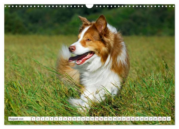 Produktbild: Border Collie - Das Universalgenie unter den Hunden (Wandkalender 2026 DIN A3 quer), CALVENDO Monatskalender