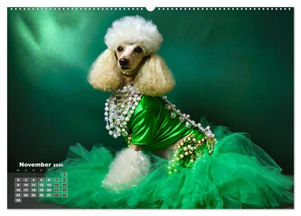 Produktbild: Kleine Hunde - Gro&szlig;e Diven (Wandkalender 2026 DIN A2 quer), CALVENDO Monatskalender