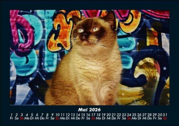 Produktbild: F&uuml;r Katzenfreunde 2026 Fotokalender DIN A5