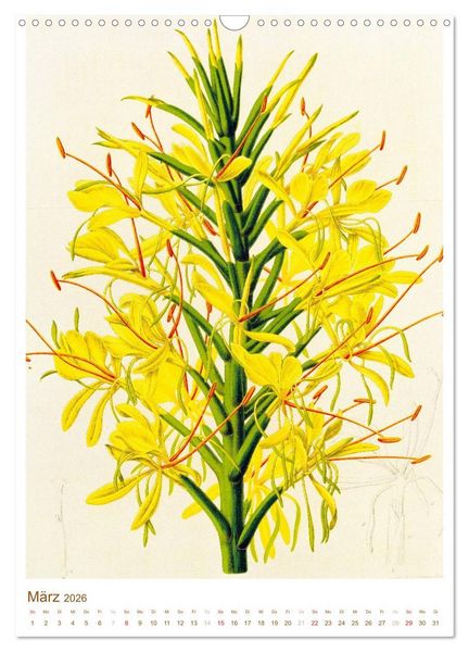 Produktbild: Bl&uuml;ten: Zeichnungen und Stiche aus dem 19. Jahrhundert (Wandkalender 2026 DIN A3 hoch), CALVENDO Monatskalender