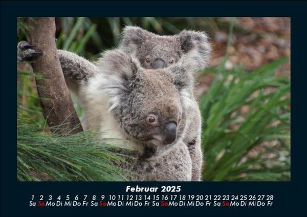 Produktbild: Koala 2025 Fotokalender DIN A5