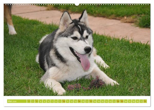 Produktbild: Siberian Husky - der Urtyp (hochwertiger Premium Wandkalender 2026 DIN A2 quer), Kunstdruck in Hochglanz