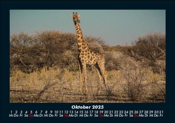 Produktbild: Giraffen 2025 Fotokalender DIN A5