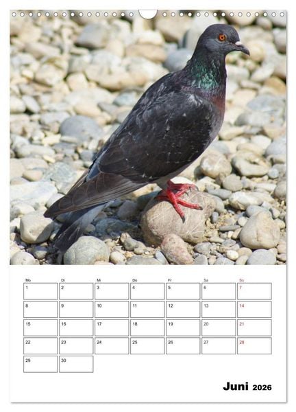 Produktbild: Tauben Terminplaner (Wandkalender 2026 DIN A3 hoch), CALVENDO Monatskalender