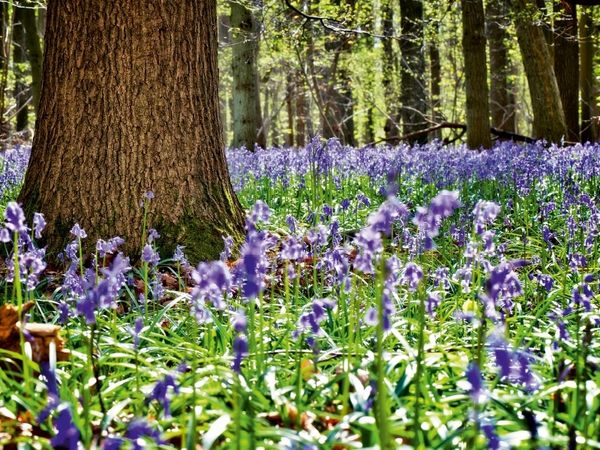Produktbild: Schutz spendender Baum (Puzzle)