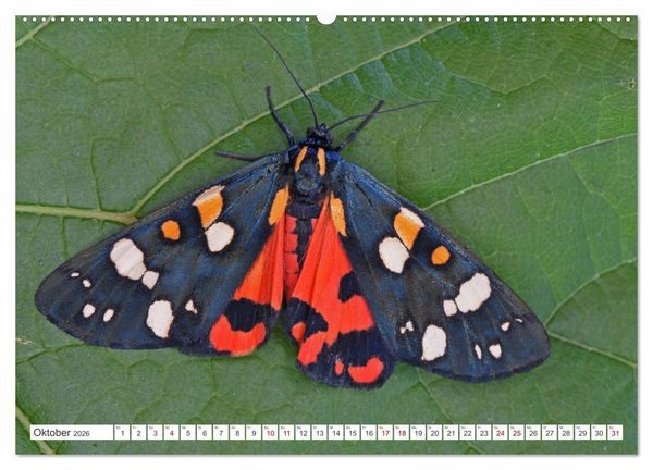 Produktbild: Nachtfalter - heimlich unterwegs, aber unheimlich sch&ouml;n (hochwertiger Premium Wandkalender 2026 DIN A2 quer), Kunstdruck in Hochglanz