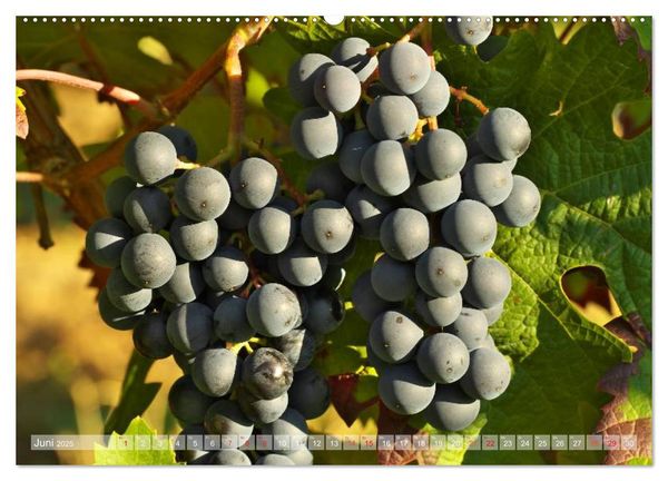 Produktbild: Wein- und Rebsorten aus Rheinland-Pfalz (hochwertiger Premium Wandkalender 2025 DIN A2 quer), Kunstdruck in Hochglanz
