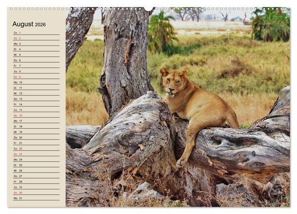 Produktbild: L&ouml;wen. Majest&auml;tische Kraft (Wandkalender 2026 DIN A2 quer), CALVENDO Monatskalender