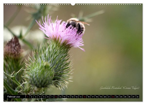 Produktbild: Zierbilder der Natur BLUMEN (Wandkalender 2026 DIN A2 quer), CALVENDO Monatskalender
