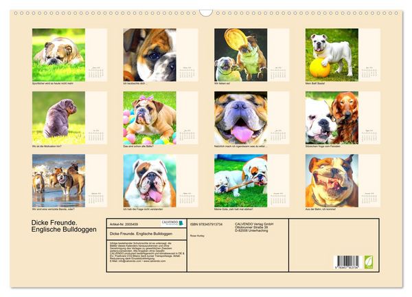 Produktbild: Dicke Freunde. Englische Bulldoggen (Wandkalender 2026 DIN A2 quer), CALVENDO Monatskalender