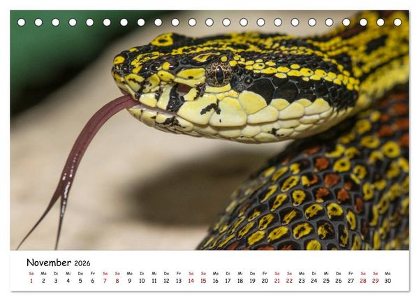 Produktbild: Mythos Schlangen (Tischkalender 2026 DIN A5 quer), CALVENDO Monatskalender