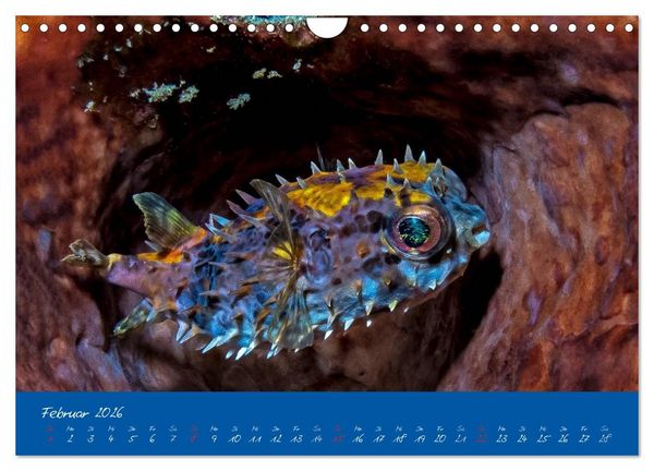 Produktbild: Meer sehen - Abenteuer Tauchen (Wandkalender 2026 DIN A4 quer), CALVENDO Monatskalender