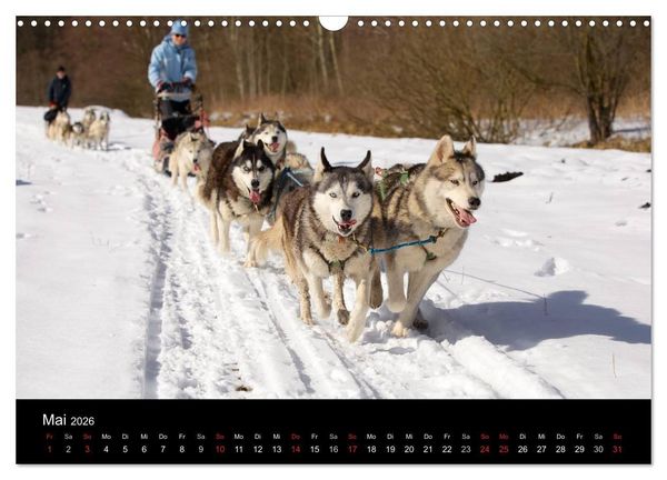 Produktbild: Huskys (Wandkalender 2026 DIN A3 quer), CALVENDO Monatskalender