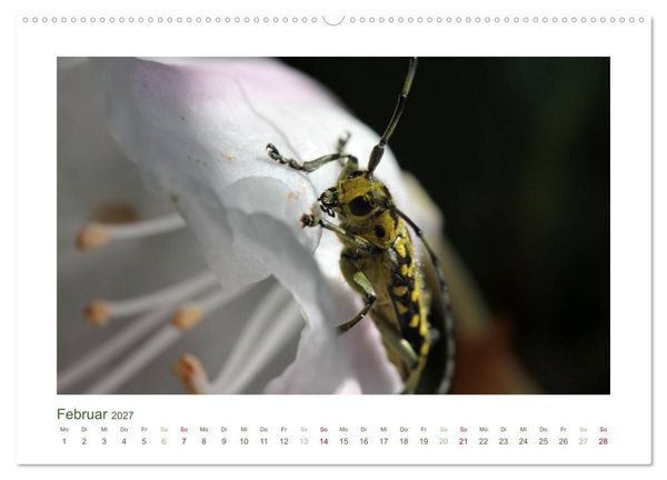 Produktbild: Heimische Insekten 2027 (Wandkalender 2027 DIN A2 quer), CALVENDO Monatskalender