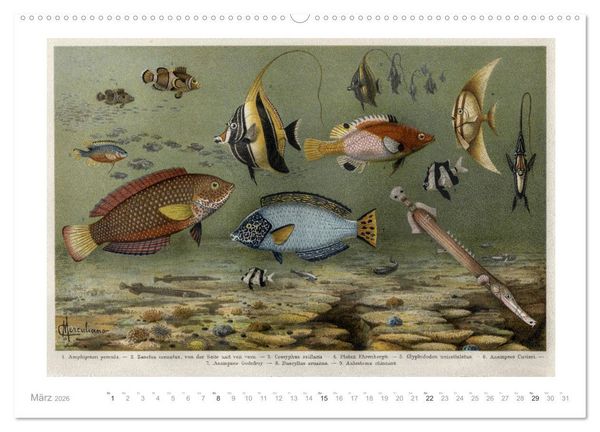 Produktbild: Farbenpr&auml;chtige Fauna. Fische, V&ouml;gel, Schmetterlinge in Grafiken des 19 Jahrhunderts (hochwertiger Premium Wandkalender 2026 DIN A2 quer), Kunstdruck in Hochglanz