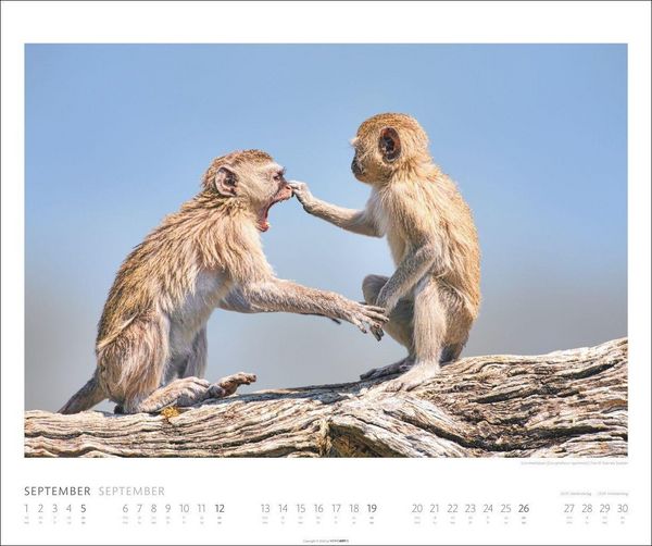 Produktbild: African Wildlife Kalender 2027