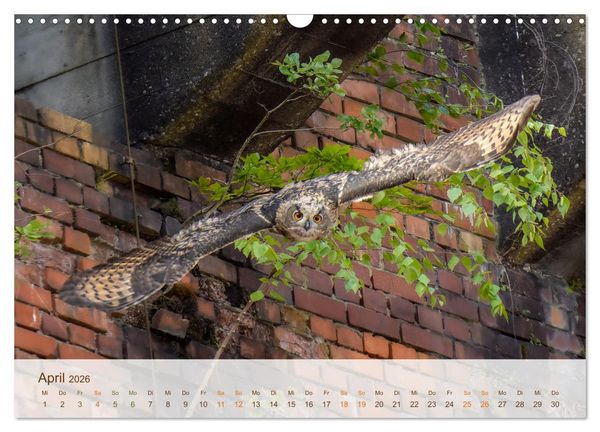 Produktbild: Uhu Highlights (Wandkalender 2026 DIN A3 quer), CALVENDO Monatskalender