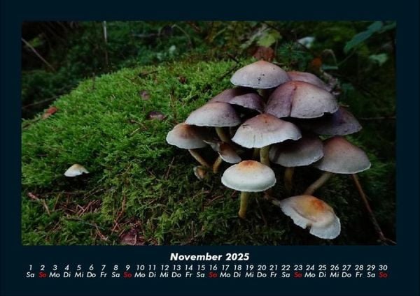 Produktbild: Pilzkalender 2025 Fotokalender DIN A4