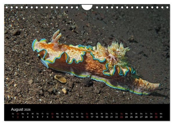 Produktbild: Unterwasserwelt Nacktschnecken (Wandkalender 2026 DIN A4 quer), CALVENDO Monatskalender