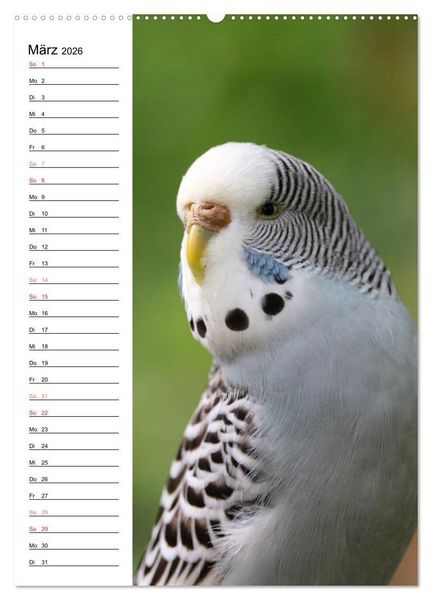 Produktbild: WELLENSITTICHE - S&uuml;&szlig;e Wellis (Wandkalender 2026 DIN A2 hoch), CALVENDO Monatskalender