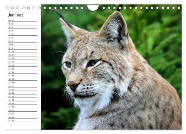 Produktbild: Der Luchs - Der J&auml;ger auf leisen Pfoten (Wandkalender 2026 DIN A4 quer), CALVENDO Monatskalender