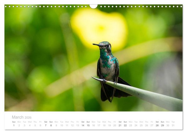 Produktbild: Curacao - Tropical Island (Wall Calendar 2026 DIN A3 landscape), CALVENDO 12 Month Wall Calendar