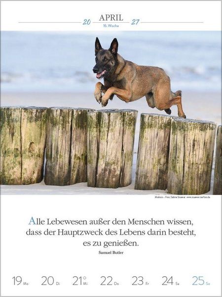 Produktbild: Literaturkalender Hunde 2027