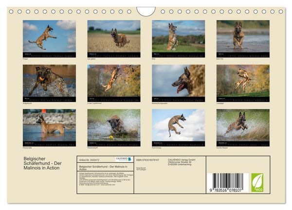 Produktbild: Belgischer Sch&auml;ferhund - Der Malinois in Action (Wandkalender 2026 DIN A4 quer), CALVENDO Monatskalender