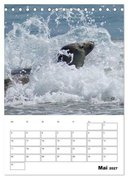 Produktbild: Liebenswerte Robben (Tischkalender 2027 DIN A5 hoch), CALVENDO Monatskalender