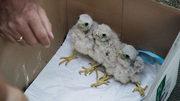 Produktbild: Vogelperspektiven (Special Edition)