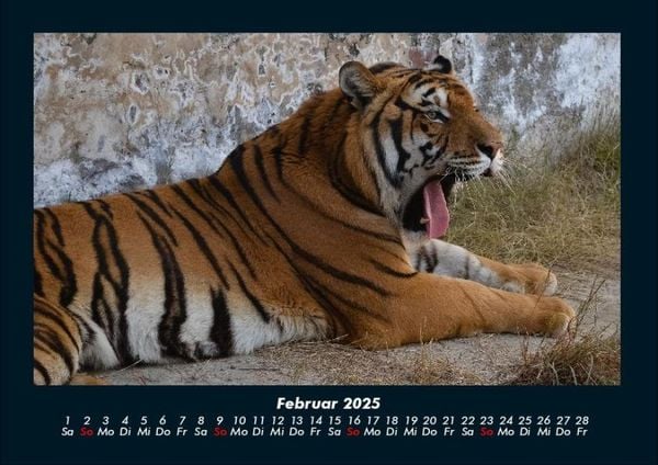 Produktbild: Tiger 2025 Fotokalender DIN A4