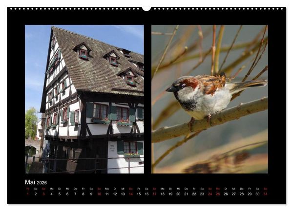 Produktbild: Ulmer Spatzen (Wandkalender 2026 DIN A2 quer), CALVENDO Monatskalender